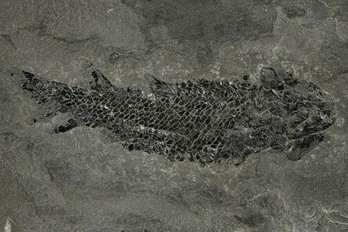 Devonian Lobe-Finned Fish (Osteolepis) - Scotland #177078